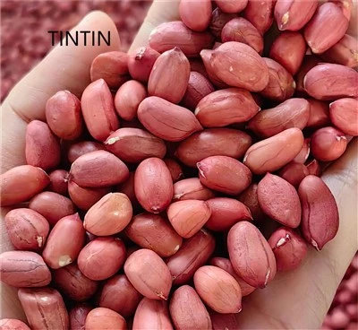 Cacahuète à peau rouge de Chine