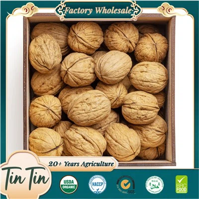 Noix de bonne qualité dans la coquille