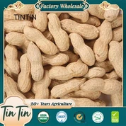 Petite cacahuète japonaise en coque