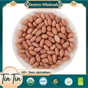 Grains d'arachides de nouvelle récolte de haute qualité