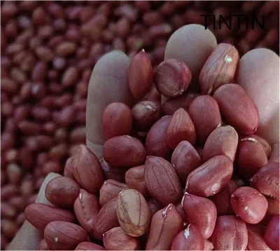 Vente en gros de noyaux d'arachide rouges chinois 100 % naturels et de la meilleure qualité